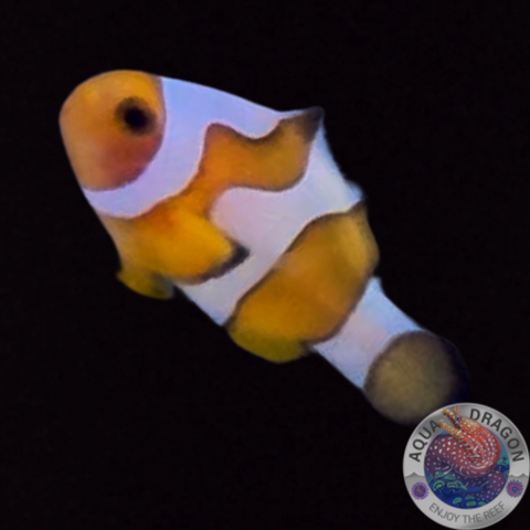 Amphiprion ocellaris "Gladiator“ Nachzucht WYSIWYG
