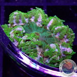 Phymanthus crucifer WYSIWYG