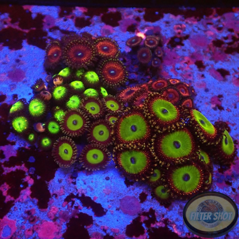 Krustenanemonen „Special Selection“ WYSIWYG „AD Special“