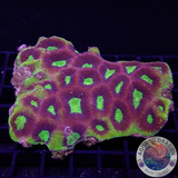 Goniastrea spp. 🐉 „Dragon Soul“ WYSIWYG „AD Special“