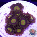 Krustenanemonen „King Midas“