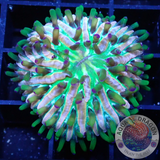 Fungia spp. „Rainbow“