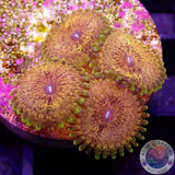 Krustenanemonen „Scarface“ WYSIWYG „AD Special“