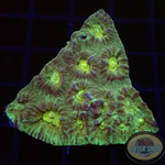 Favia spp. „Groggy“ WYSIWYG