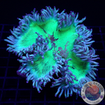 Catalaphyllia spp. „Purp Tracy“ WYSIWYG