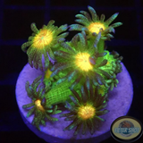 Goniopora spp. „Space Rasta“