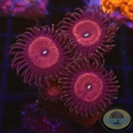 Krustenanemonen „Devil“ WYSIWYG