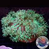 Catalaphyllia jardinei „Reactor Leak“ WYSIWYG