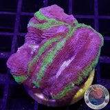 Homophyllia bowerbanki „UFO“ 🛸 WYSIWYG „AD Special“