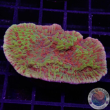 Montipora spp. „Chili Pepper“