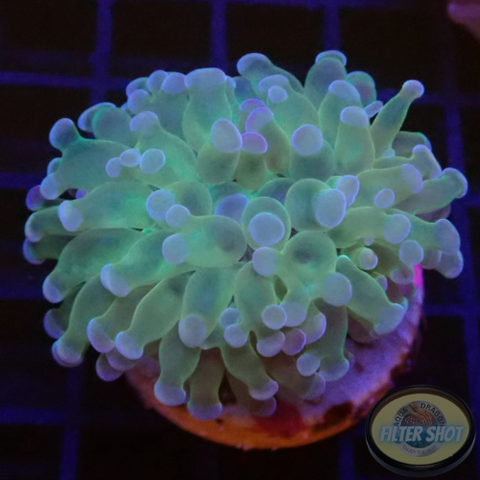 Euphyllia baliensis „Ghost Face“ AD Special