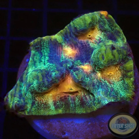 Echinophyllia spp. „Raja in Pajamas“ WYSIWYG