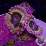 Krustenanemonen „Startocaster“ WYSIWYG „AD Special“
