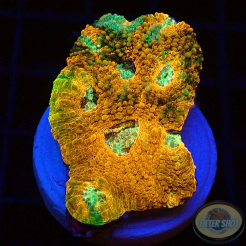 Acanthastrea echinata „True Eyes“ WYSIWYG „AD Special“