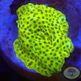 Discosoma spp. „Leo“ WYSIWYG „AD Special“
