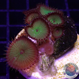 Krustenanemonen „Nuclear D. & Clam“ WYSIWYG