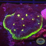 Echinophyllia spp. „Dr. Doom“ WYSIWYG