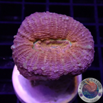 Lobophyllia spp. „Golden Pumpkin“