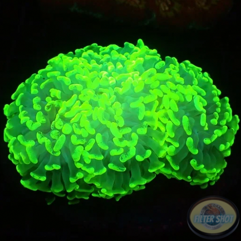 Euphyllia ancora „Glow Hammer“ WYSIWYG „AD Special“