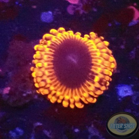 Krustenanemonen „Lunar Eclipse“