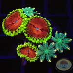 Krustenanemonen „Chili Clavularia“ WYSIWYG