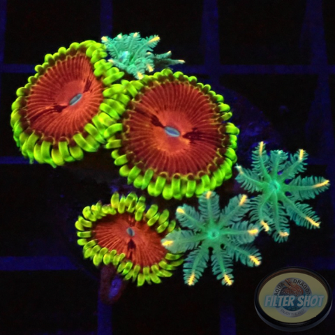 Krustenanemonen „Chili Clavularia“ WYSIWYG
