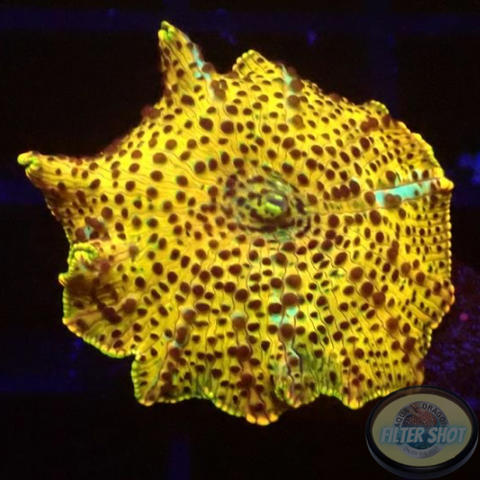 Discosoma spp. „Leo“ WYSIWYG „AD Special“