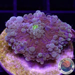 Ricordea yuma “Peaches” WYSIWYG “AD Special”