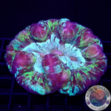 Trachyphyllia spp. „Caramba“ WYSIWYG