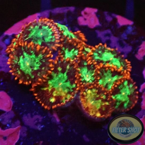 Krustenanemonen “Chemical Romance” WYSIWYG