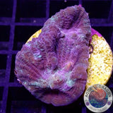 Mycedium spp. „Rainbow Galaxy“ 🌈 WYSIWYG