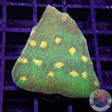 Echinophyllia spp. „Space Invader“