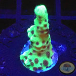 Montipora capitata “Berry”