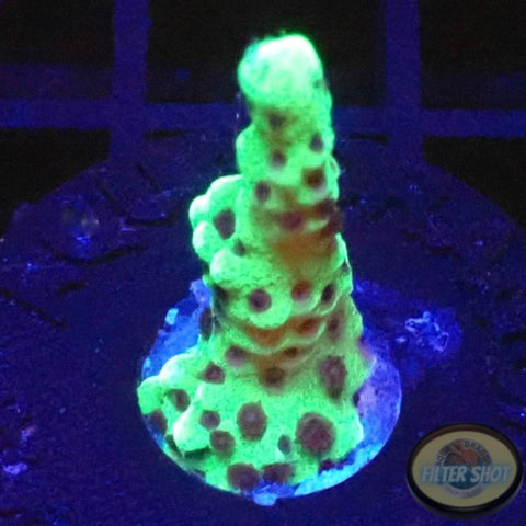 Montipora capitata “Berry”