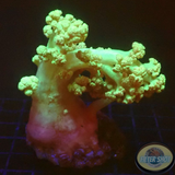 Scleronephthya spp. „Margo“ WYSIWYG