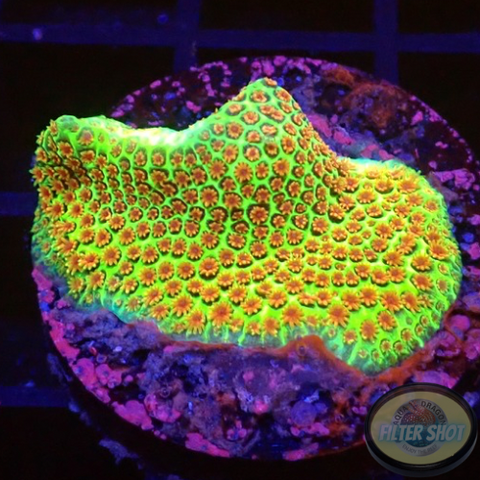 Porites spp. „Grinch“