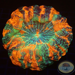 Acanthophyllia deshayesiana „Delight“ WYSIWYG