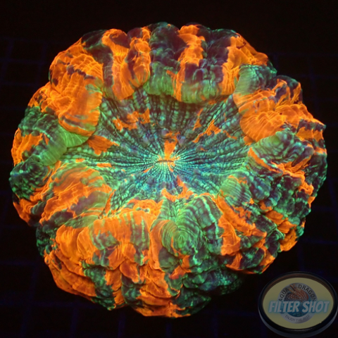 Acanthophyllia deshayesiana „Delight“ WYSIWYG