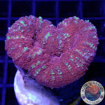 Lobophyllia spp. „Heartbreak“ WYSIWYG „AD Special“