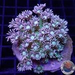 Goniopora spp. „Grafted“ WYSIWYG „AD Special“