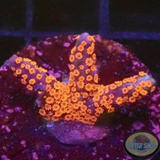Montipora digitata „Superman“ WYSIWYG