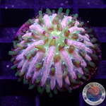 Fungia spp. „Rainbow“ WYSIWYG