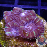Favia spp. „Tiger“