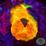 Echinophyllia spp. „Stained Glass“ WYSIWYG