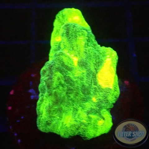 Pectinia spp. „Space Invader“ WYSIWYG