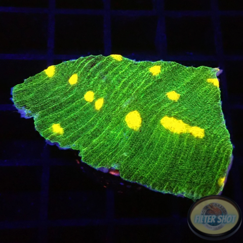 Echinophyllia spp. “Space Invader”