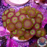 Krustenanemonen „King Rasta“ WYSIWYG