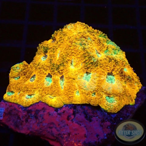 Acanthastrea echinata „True Eyes“ WYSIWYG „AD Special“