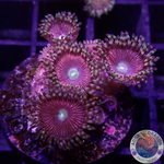 Krustenanemonen „Cat Eye“ WYSIWYG