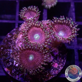 Krustenanemonen „Cat Eye“ WYSIWYG